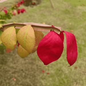 Old Love Songs on Replay