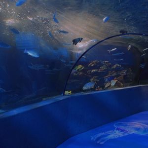 海底 cover一支榴莲