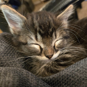 Rich Hedlund Is a bitch