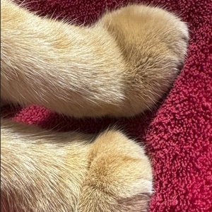 Pedrito
