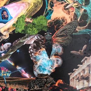 The Zebra Finch's Little Dream, Pt. 2