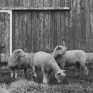 Pasture (Instrumental) (Instrumental)