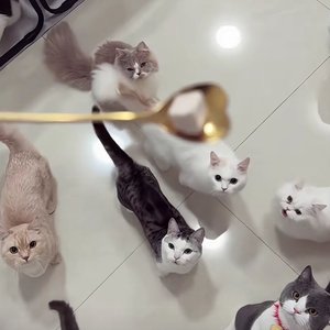 喵喵喵喵喵
