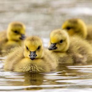 papa Mummy Ko ye Sab Chahiye