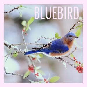 Bluebird