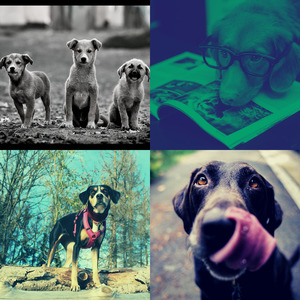 抚慰的小狗回忆