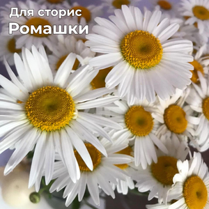 Ромашки