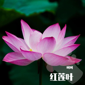 红莲叶6253