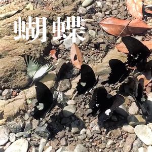 蝴蝶(prod.recycleBin)