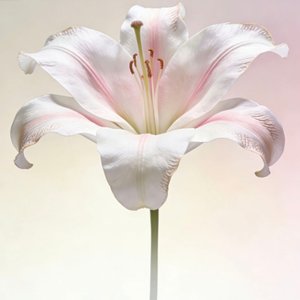 百合花（prod.多芬DolBeatz）