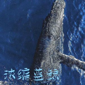 浓缩蓝鲸