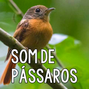 Passarinho Assobiando