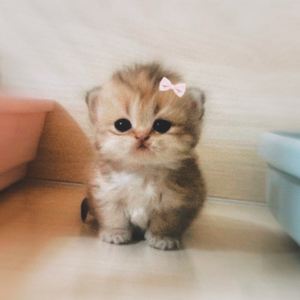 йоу котятки