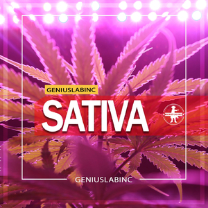 Sativa