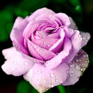 向着晨光（钢琴）