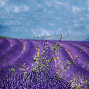 喝茶音乐 (钢琴)