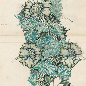 히아신스 Hyacinth