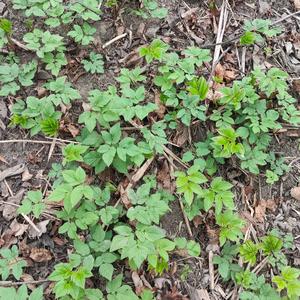 Vi brukade vara vikingar