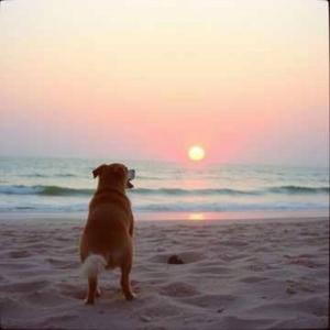 夕日にそっぽ向く君と海へ