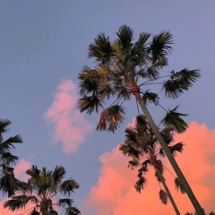 我祝你桃花无数 (1.1x版)