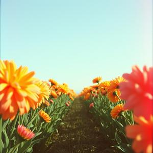 दूरियों के पार by @fluidgarage5537