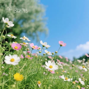 从此我碰花碰草不碰情