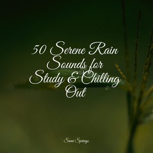 Forest Ambience, Strong Wind, Rain