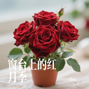 窗台上的红月季