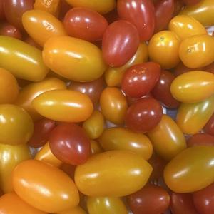 SD Bounty