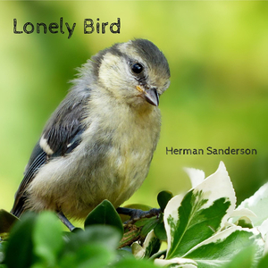 Lonely Bird