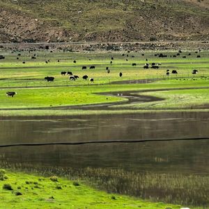 月儿弯弯不远方