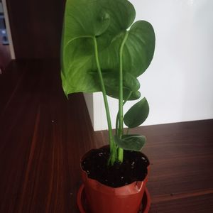 公元二零三二