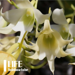 Stephanotis Floribunda