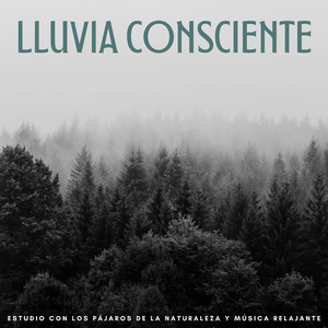 Serenata Relajante De Estudio