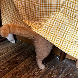 如果爱情就是爱