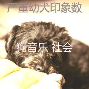 一尘不染小狗印象数