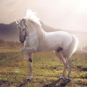 《小白马》 古琴马头琴