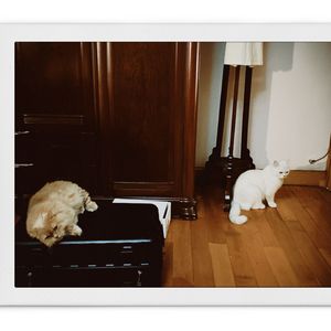 流川枫与苍井空