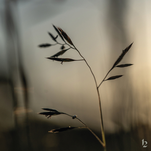 Idyll