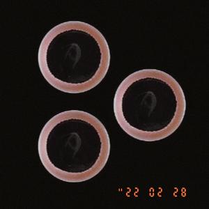 REBIRTH(Pord by Depo On Da Beat）