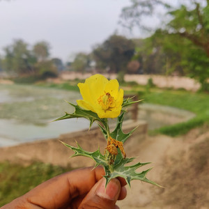 Vhalo basa tumar chilo nah