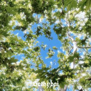 forsythia(连翘花）