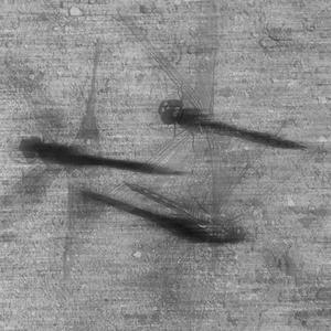 一步三回头（Prod By 9Zi）