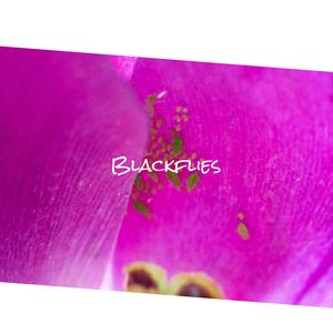 Blackflies