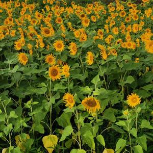 暧昧是一个人的拉扯