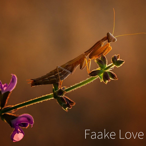 Faake Love