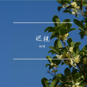 迟桂