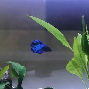 Out for the Night (Live)