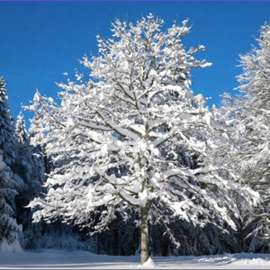 大东北是我的家乡（R&B版）