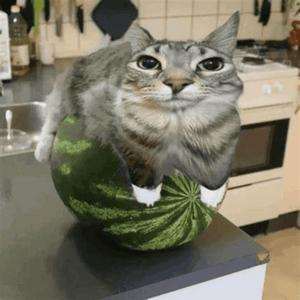 miau (watermelon)